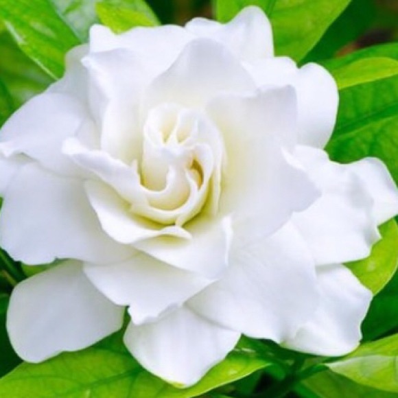 Meet Your Posher, Mari! - Picture 1 of 1